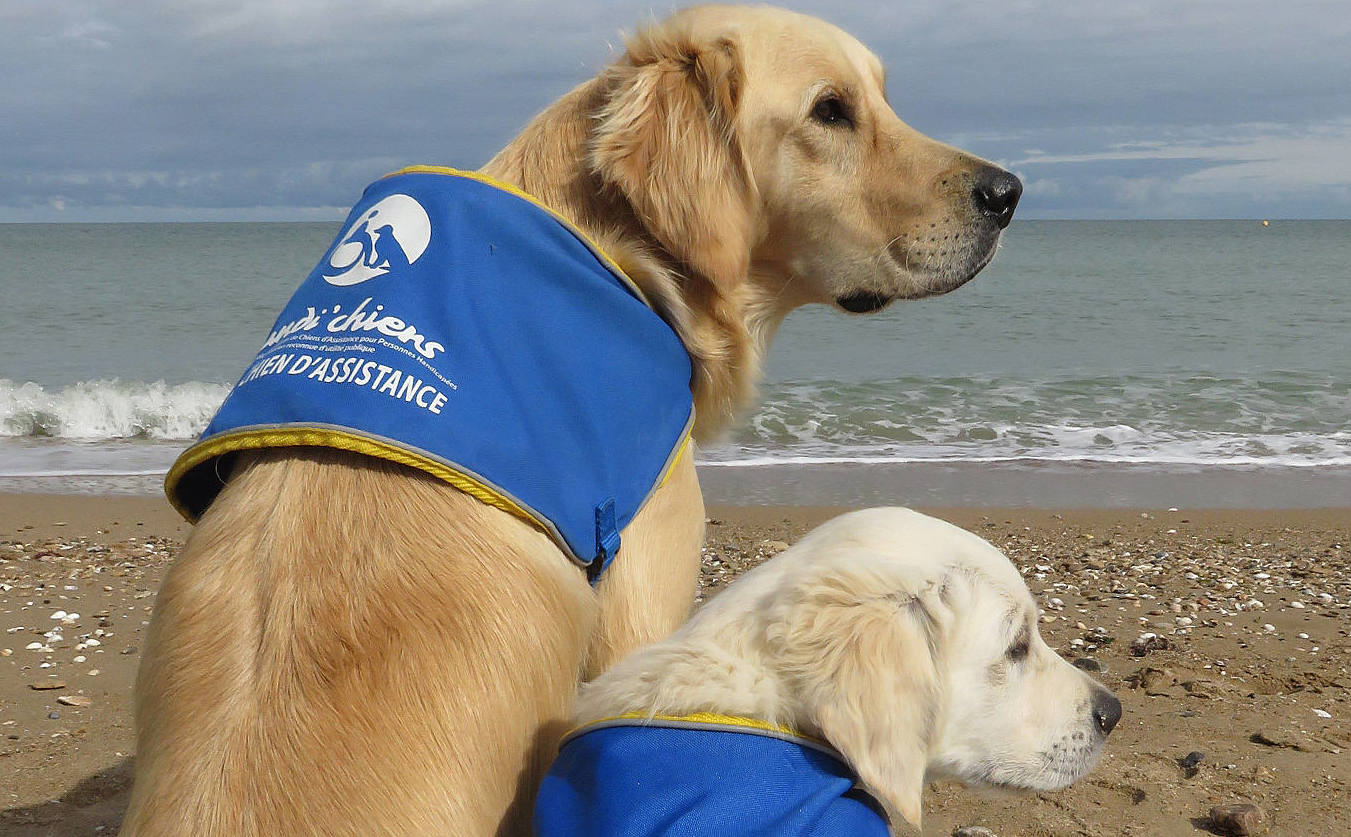 BRESSUIRE HANDI'CHIENS - 1