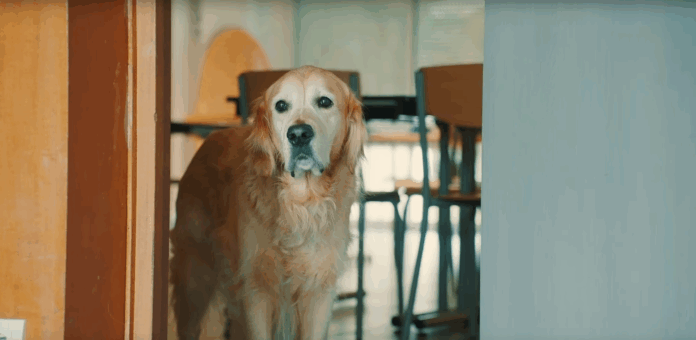 Odor Handichiens Pattes Partout